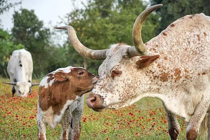 Texas Longhorns
