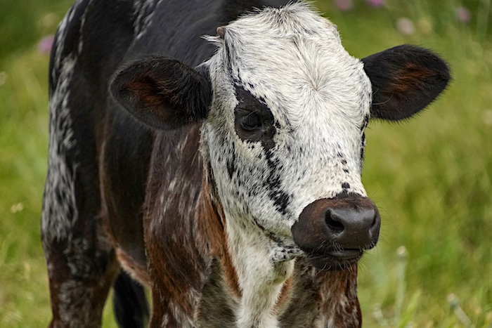Texas longhorn heifer for sale