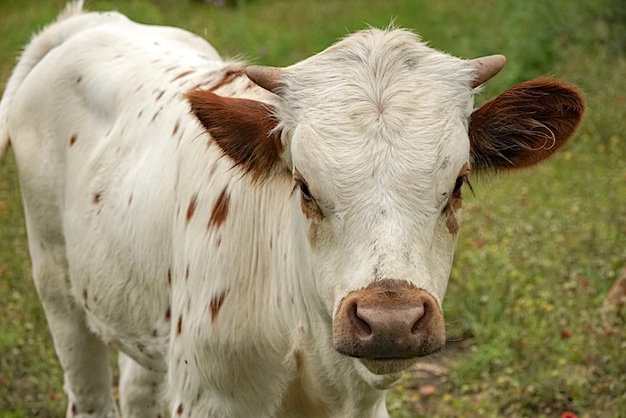 Longhorn bull for sale