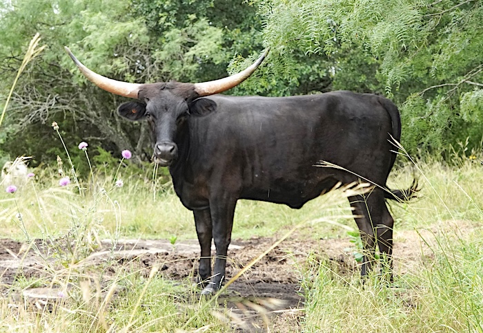 Texas Longhorn heifer 