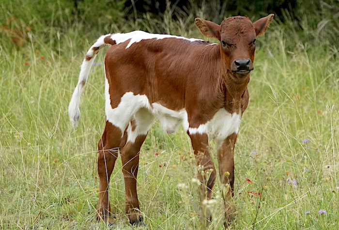 Texas longhorn heifer for sale