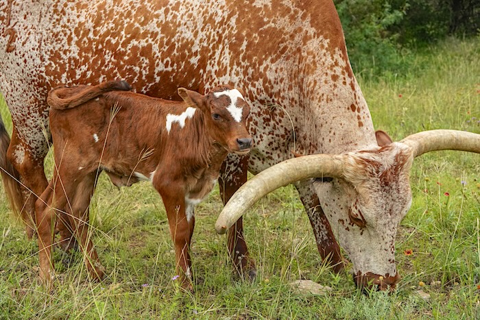 longhorn bull for sale