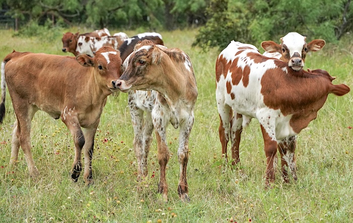 Longhorn calves for sale