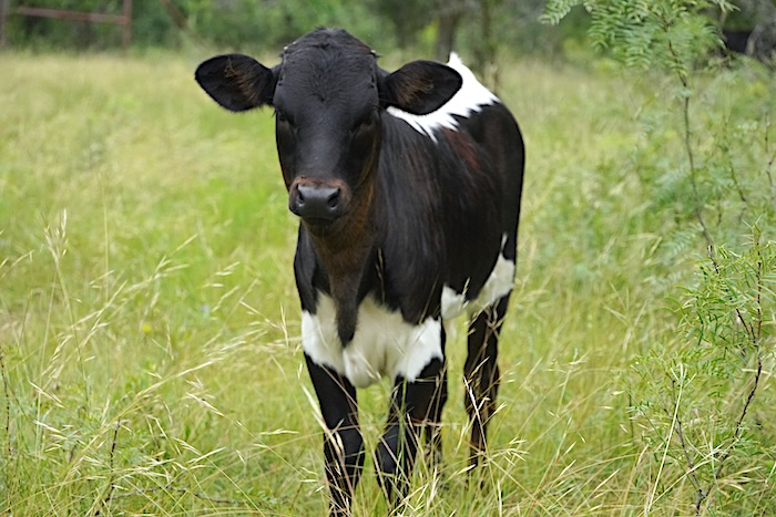 Texas longhorn heifer calf
