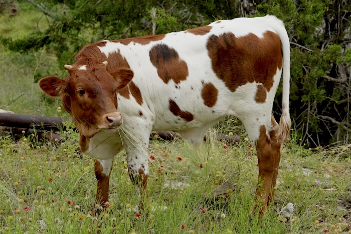 longhorn steer