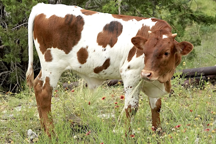 Longhorn steer