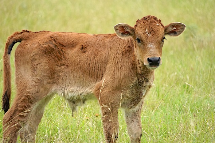 Texas Longhorn bull for sale