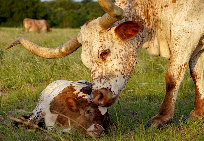 Texas longhorns for sale