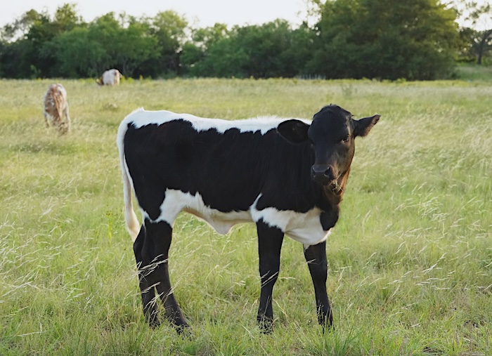 heifer calf at GVRlonghorns