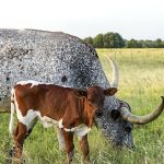 Texas Longhorn cattle for sale in Texas