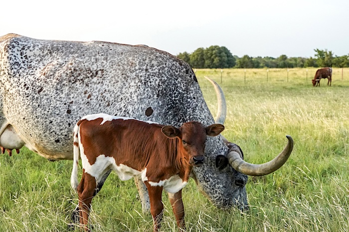 Texas Longhorn cattle for sale in Texas