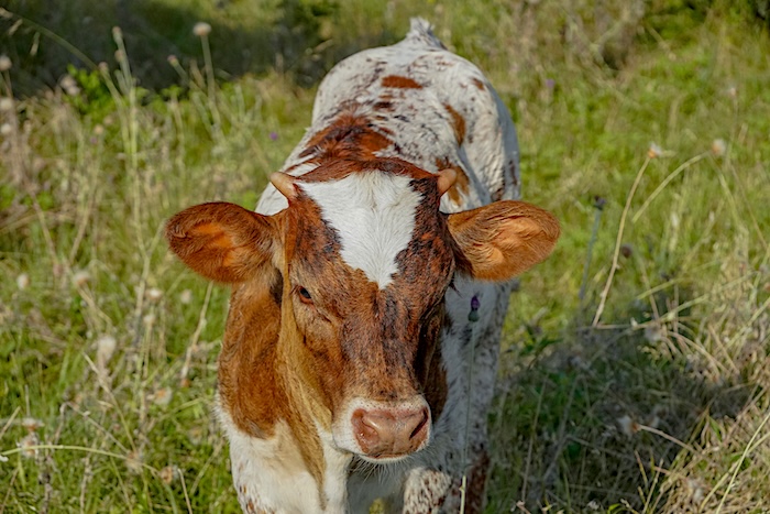 longhorn heifer