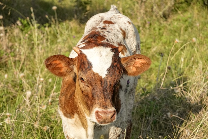 Texas longhorn heifer