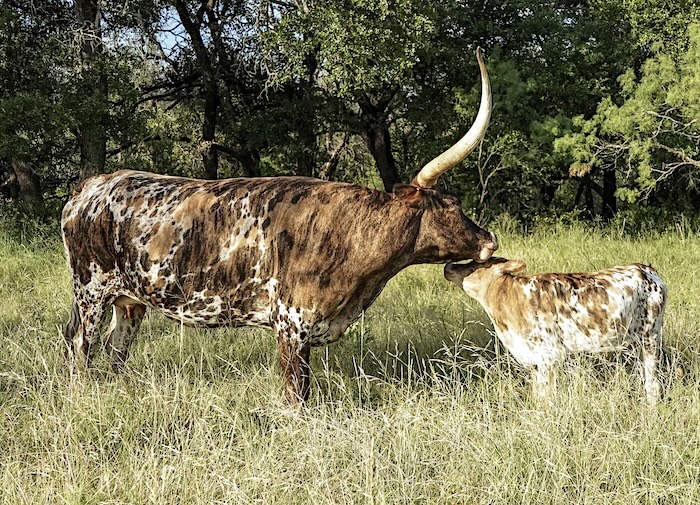 longhorn cow and calf for sale