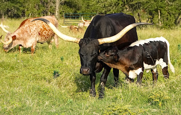 Texas longhorn cow and calf