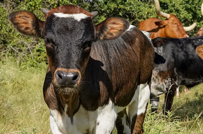 longhorn calf for sale