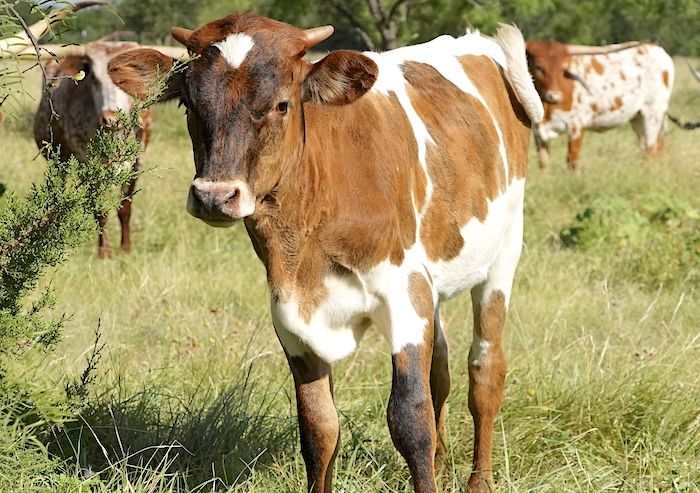 Texas Longhorn bull