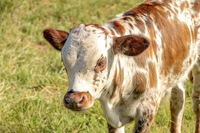 longhorn steer for sale