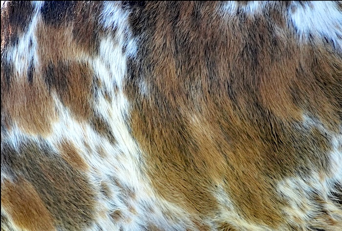 cattle hide