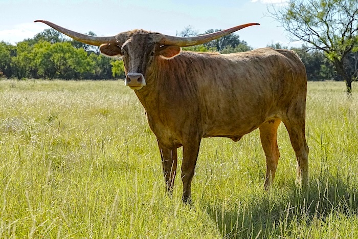 longhorn heifer at GVRlonghorns