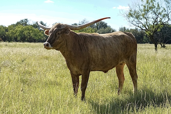 texas Longhorn heifer for sale