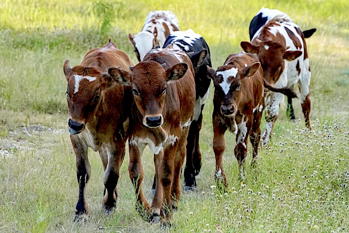 Texas longhorn calves for sale in Texas