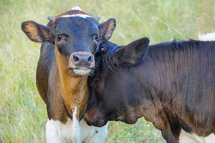 Texas longhorn calves