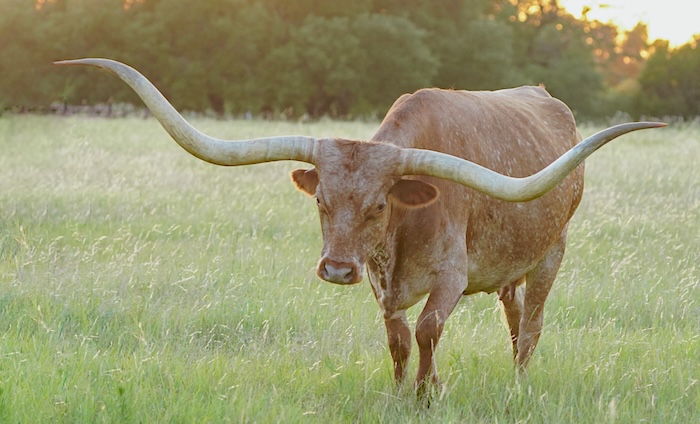 Texas longhorn cow for sale