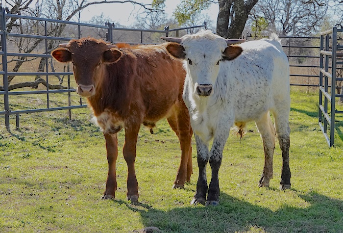 Texas longhorn salebarn