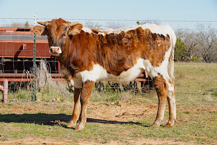 Texas Longhorn salebarn