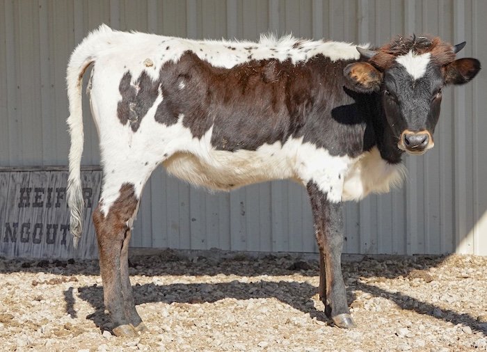 Texas Longhorn heifer