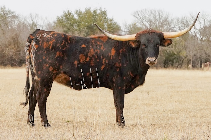 Texas longhorn heifer for sale