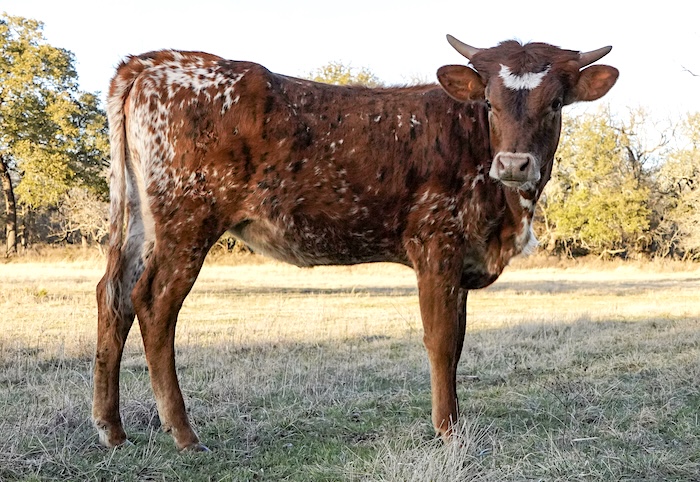 Texas longhorn heifer for sale