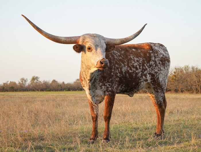 longhorn heifer