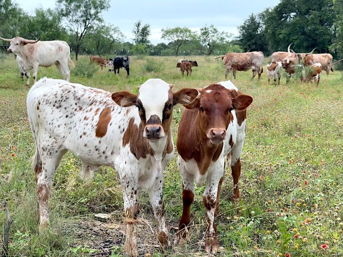 Steers at GVRlonghorns