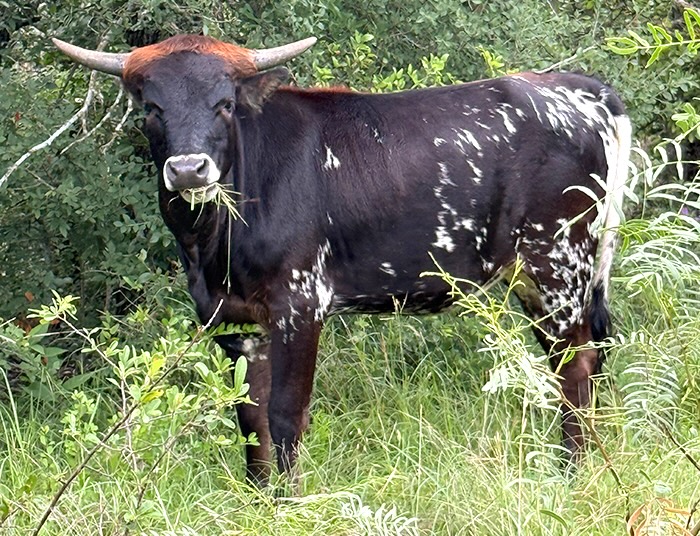 Texas longhorn salebarn