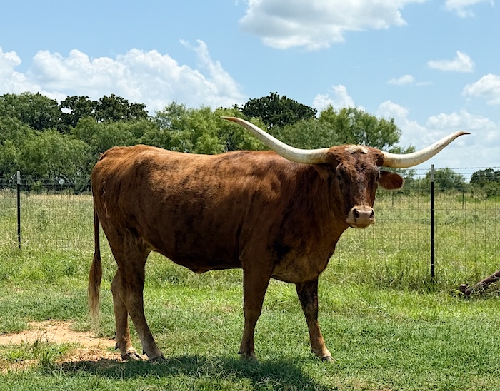 Texas Longhorn salebarn