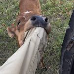 cute heifer