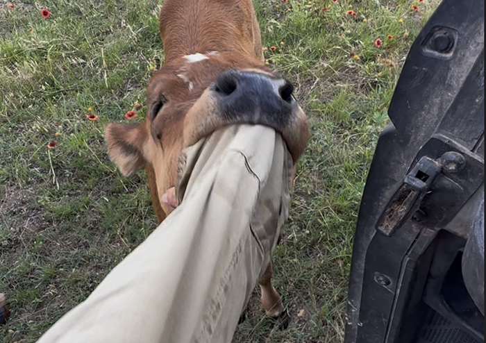 cute heifer 