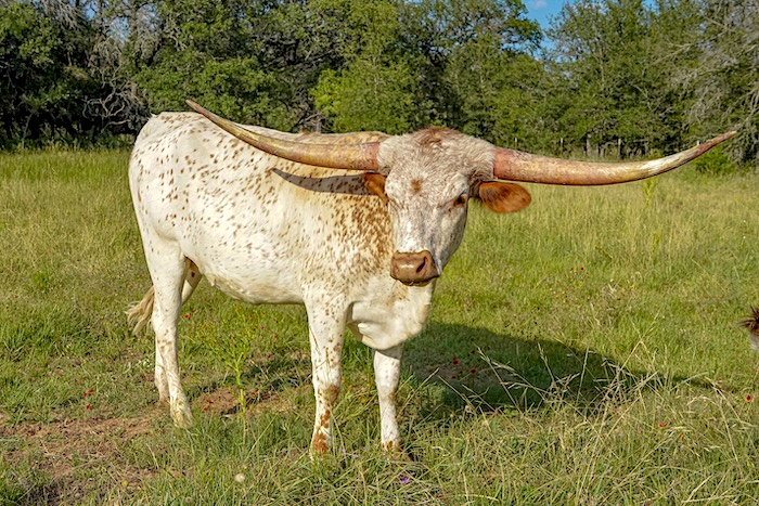 longhorn heifer for sale