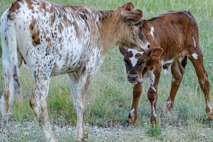 Texas longhorn hiefers