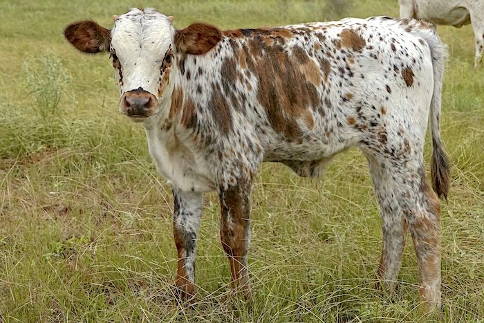 longhorn bull calf