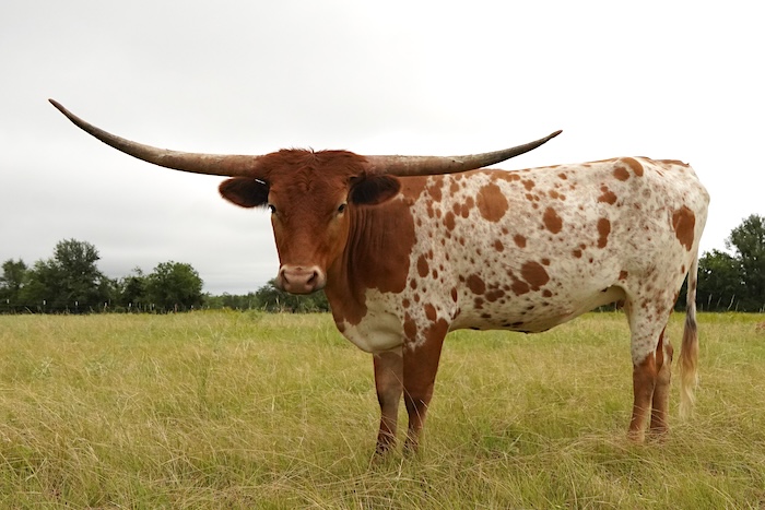 Texas longhorn heifer for sale