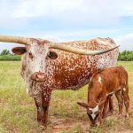 longhorn cow and calf for sale