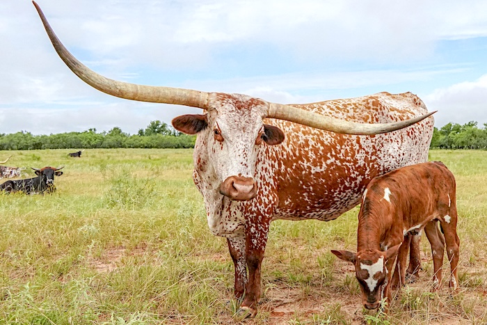 longhorn cow and calf for sale