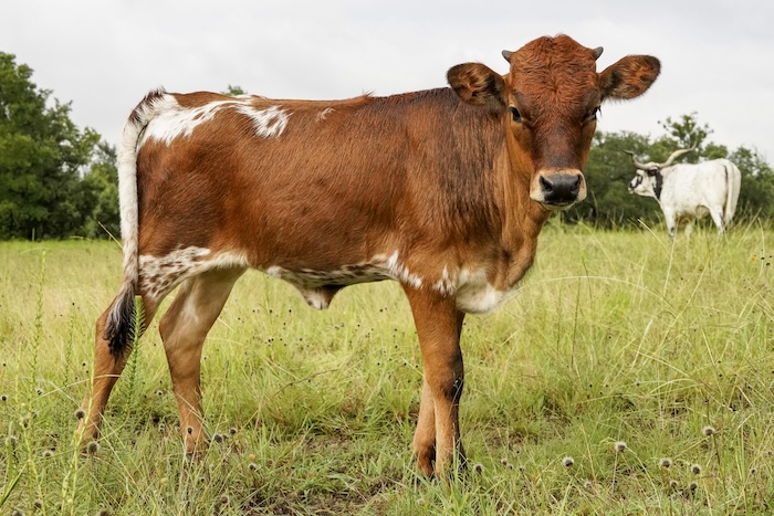 longhorn heifer for sale