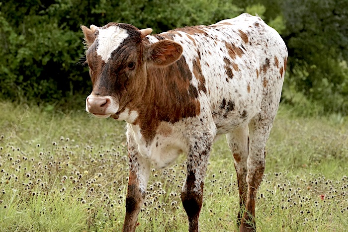 Texas longhorn heifer