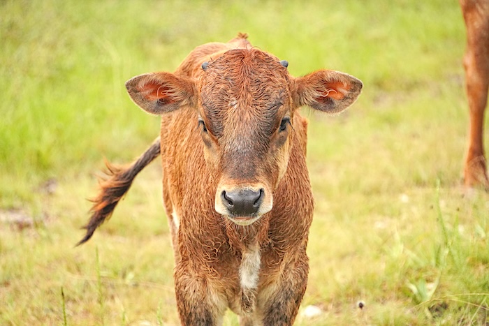 longhorn calf for sale at GVRlonghorns