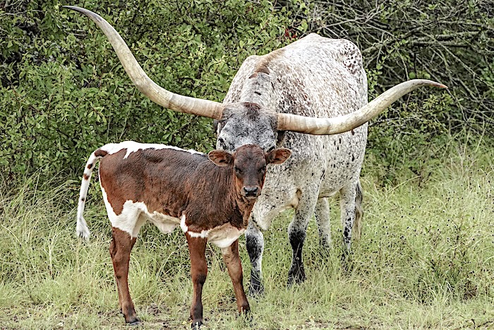 longhorns for sale