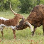 Texas longhorn cow and calf
